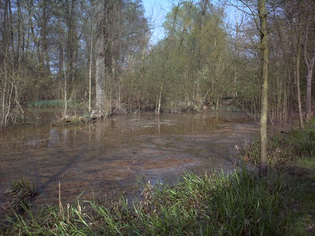 Maudacher Bruch